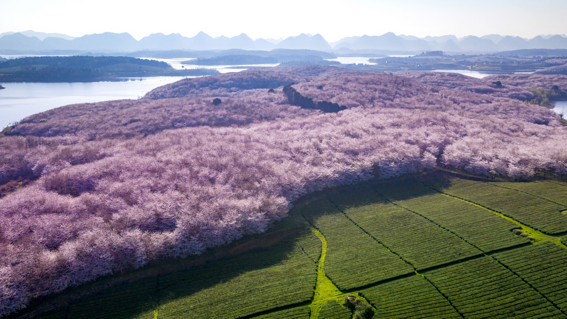 摄图网_501580307_banner_贵州平坝万亩樱花园（非企业商用）.jpg