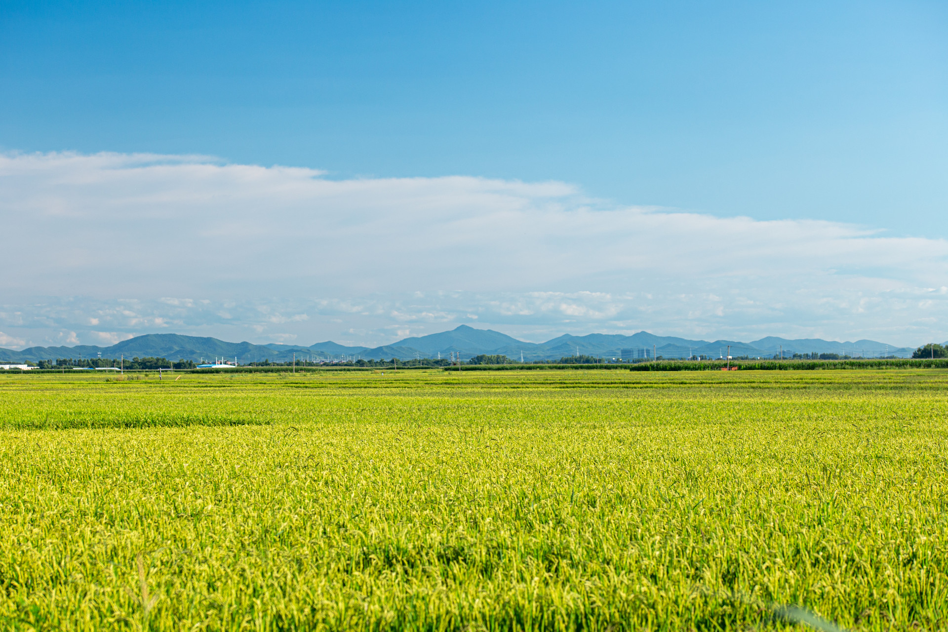 摄图网_501660640_banner_东北水稻种植基地（非企业商用）.jpg